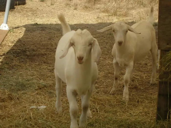 Goats